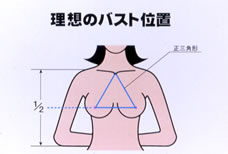 鎖骨の中心と左右の乳頭を結んだ形が 正三角形になります
